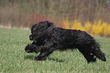 BRIARD 127
